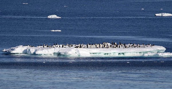 南西冰架的冰山与动物世界